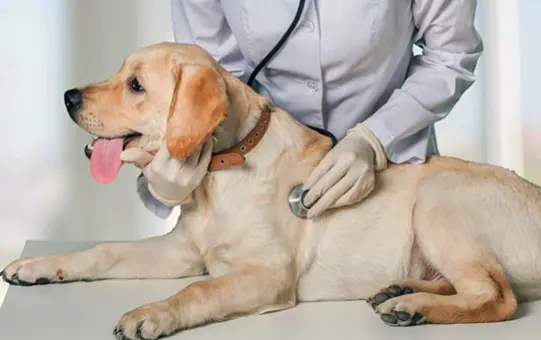 10 Adımda Veteriner Kliniği Açmak - 2023 Maliyeti ve Kazancı Veteriner Açmanın Kazancı