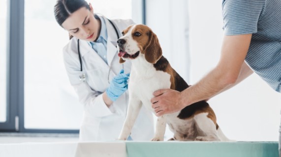 10 Adımda Veteriner Kliniği Açmak - 2023 Maliyeti ve Kazancı Veteriner Kliniği Açacak Kişilere Dair Şartlar ve Koşullar