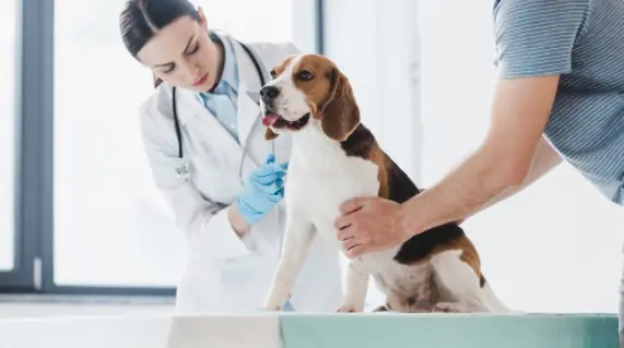 10 Adımda Veteriner Kliniği Açmak - 2023 Maliyeti ve Kazancı Veteriner Kliniği Açacak Kişilere Dair Şartlar ve Koşullar