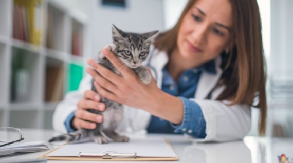 10 Adımda Veteriner Kliniği Açmak - 2023 Maliyeti ve Kazancı Veteriner Kliniği Açma Başvurusu