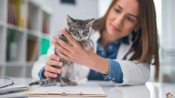 10 Adımda Veteriner Kliniği Açmak - 2023 Maliyeti ve Kazancı Veteriner Kliniği Açma Başvurusu