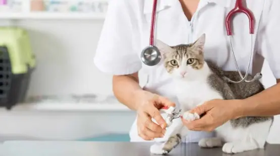 10 Adımda Veteriner Kliniği Açmak - 2023 Maliyeti ve Kazancı Veteriner Kliniği Açmak Gerekli Belgeler