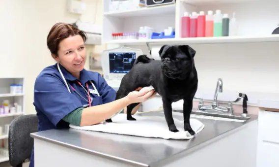 10 Adımda Veteriner Kliniği Açmak - 2023 Maliyeti ve Kazancı Veteriner Kliniği Açmak Şartlar ve Koşullar