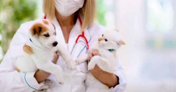 10 Adımda Veteriner Kliniği Açmak - 2023 Maliyeti ve Kazancı Veteriner Kliniği Açmak Şartlar ve Koşulları