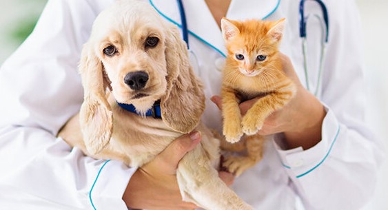 10 Adımda Veteriner Kliniği Açmak - 2023 Maliyeti ve Kazancı Veteriner Kliniği Açmak Sıkça Sorulan Sorular