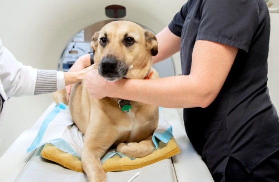 10 Adımda Veteriner Kliniği Açmak - 2023 Maliyeti ve Kazancı Veteriner Kliniği Açmanın Maliyeti