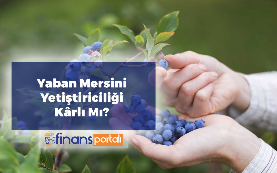 Yaban Mersini Yetiştiriciliği | Nerelerde Yetiştirilir? Yaban Mersini Üretimi