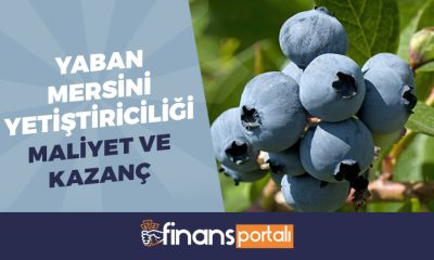 Yaban Mersini Yetiştiriciliği