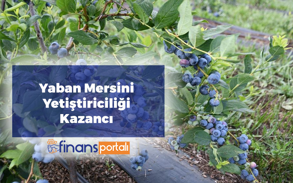 Yaban Mersini Yetiştiriciliği | Nerelerde Yetiştirilir? Yaban Mersini Yetiştiriciliği Karlı mı