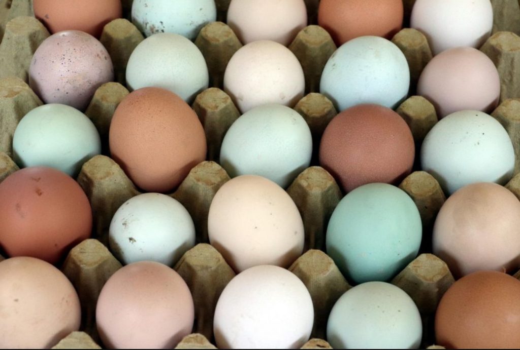 Renkli Yumurtalar Satmak