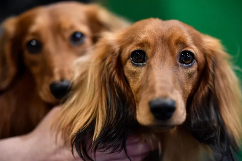 Köpek Gezdirerek Para Kazanmak - GÜNDE 200 TL KAZAN! Köpek Gezdirerek Para Kazanmak İsteyenlere Tavsiyeler