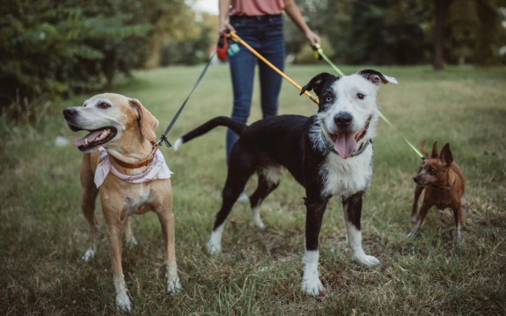 Köpek Gezdirerek Para Kazanmak - GÜNDE 200 TL KAZAN! köpek gezdirerek ne kadar kazanılır
