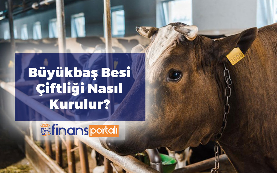 Büyükbaş Besi Çiftliği Kurmak - Nasıl Kurulur? Maliyeti? Büyükbaş Besi Çiftliği Nasıl Kurulur?