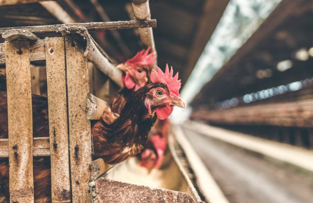 Tavuk Çiftliği Kurmak İçin Gerekli Belgeler