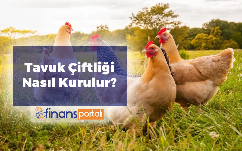 tavuk çiftliği nasıl kurulur